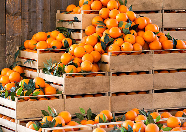 ripe citrus Stacked wooden crates of fresh ripe oranges on display